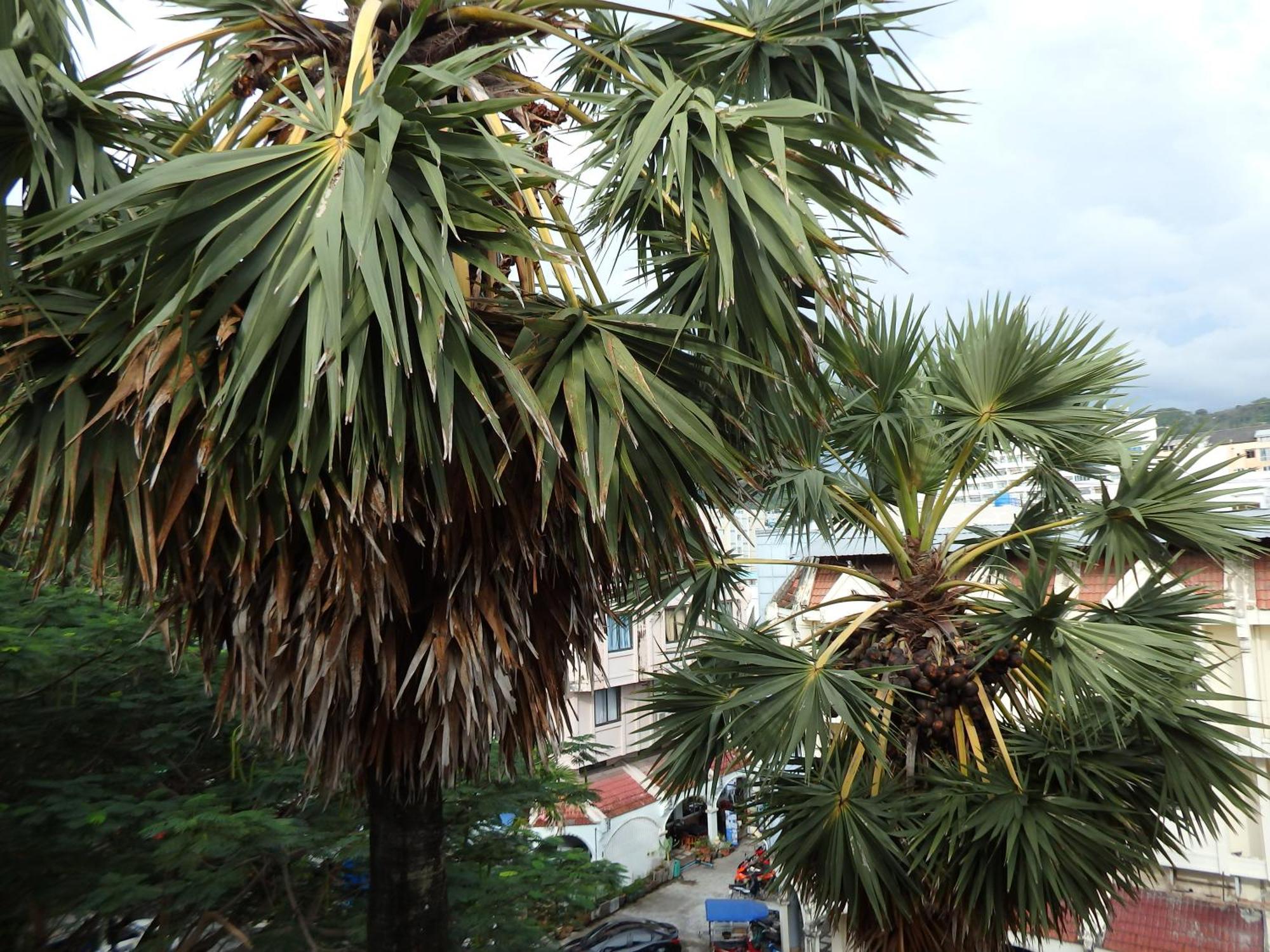 Boomerang Inn Phuket Extérieur photo